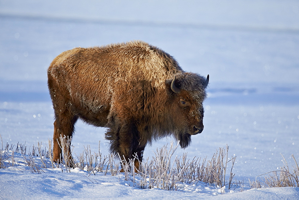 Bison (Bison bison) in the snow, Yellowstone National Park, Wyoming, United States of America, North America