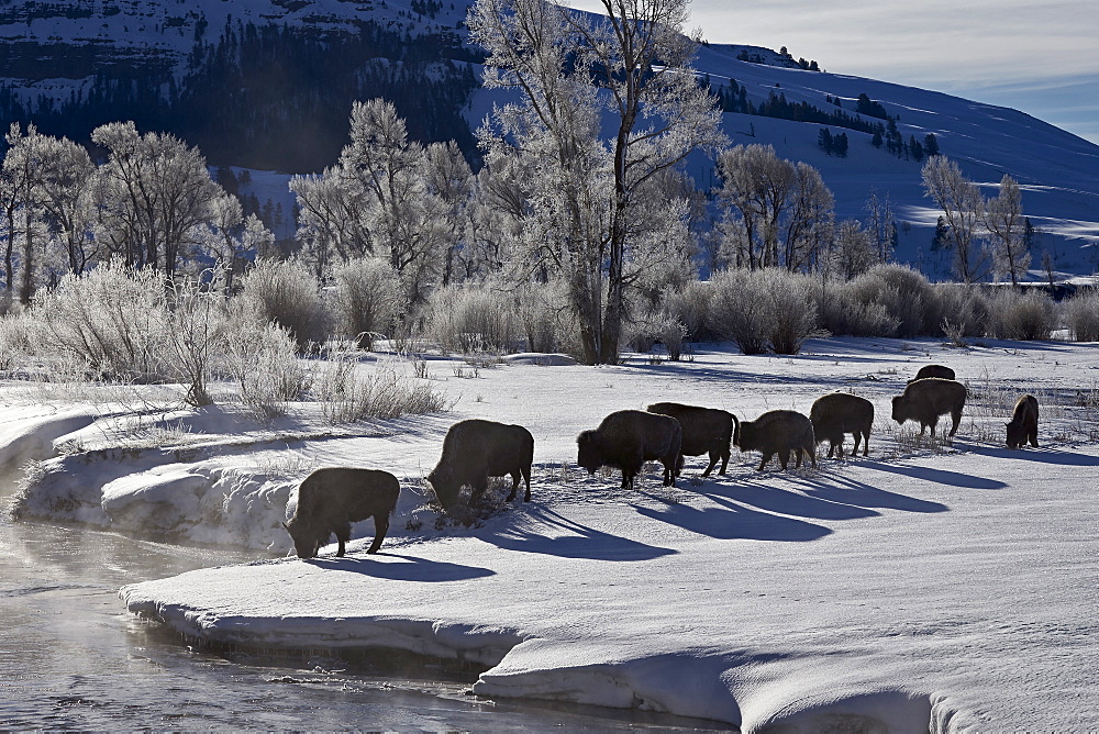 Bison (Bison bison) cows in the snow with frost-covered trees in the winter, Yellowstone National Park, UNESCO World Heritage Site, Wyoming, United States of America, North America