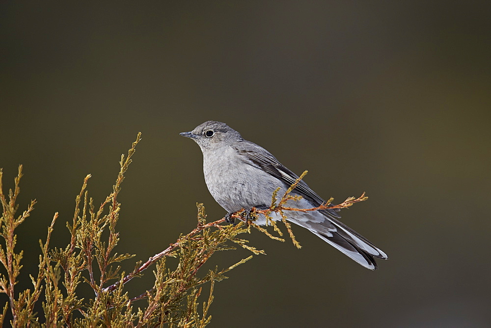 Townsend's Solitaire (Myadestes townsendi), Yellowstone National Park, Wyoming, United States of America, North America