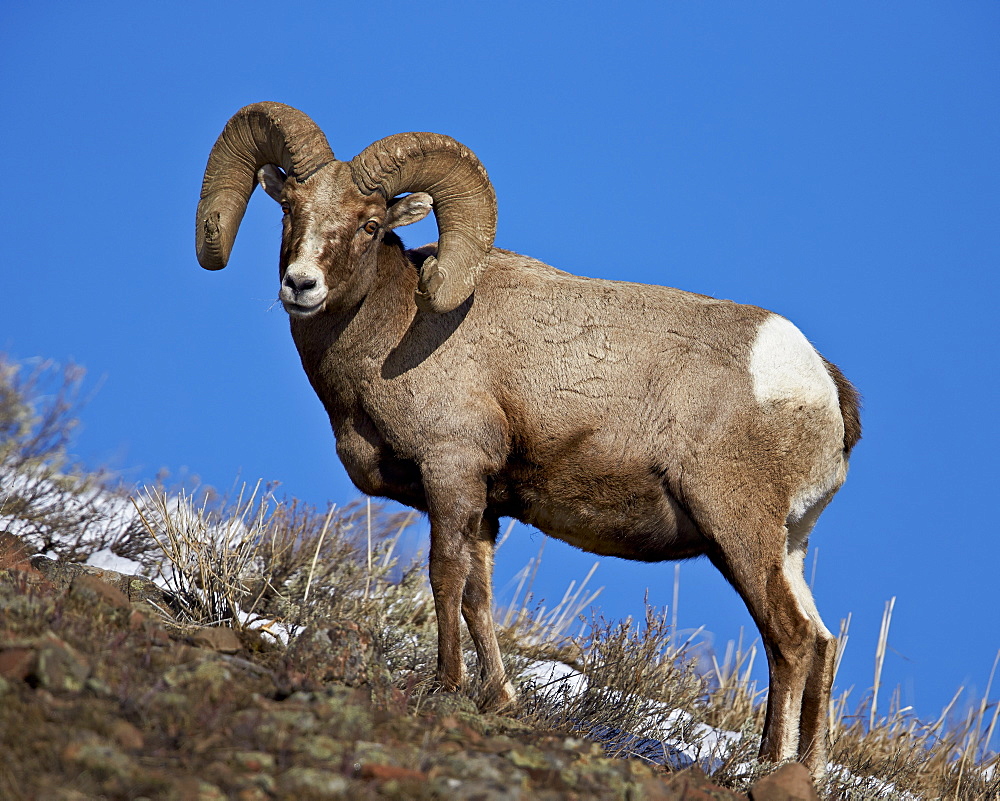 Bighorn Sheep (Ovis canadensis) ram in the snow, Yellowstone National Park, Wyoming, United States of America, North America