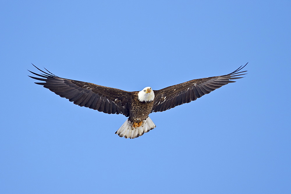 Bald Eagle (Haliaeetus leucocephalus) flying, Yellowstone National Park, Wyoming, United States of America, North America