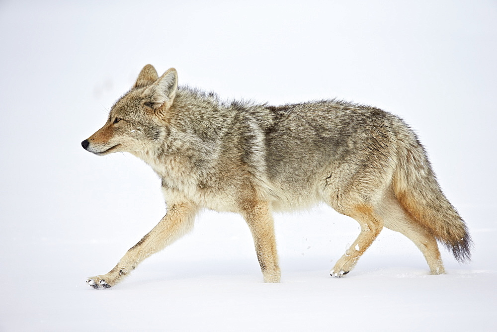 Coyote (Canis latrans) running through the snow, Yellowstone National Park, Wyoming, United States of America, North America