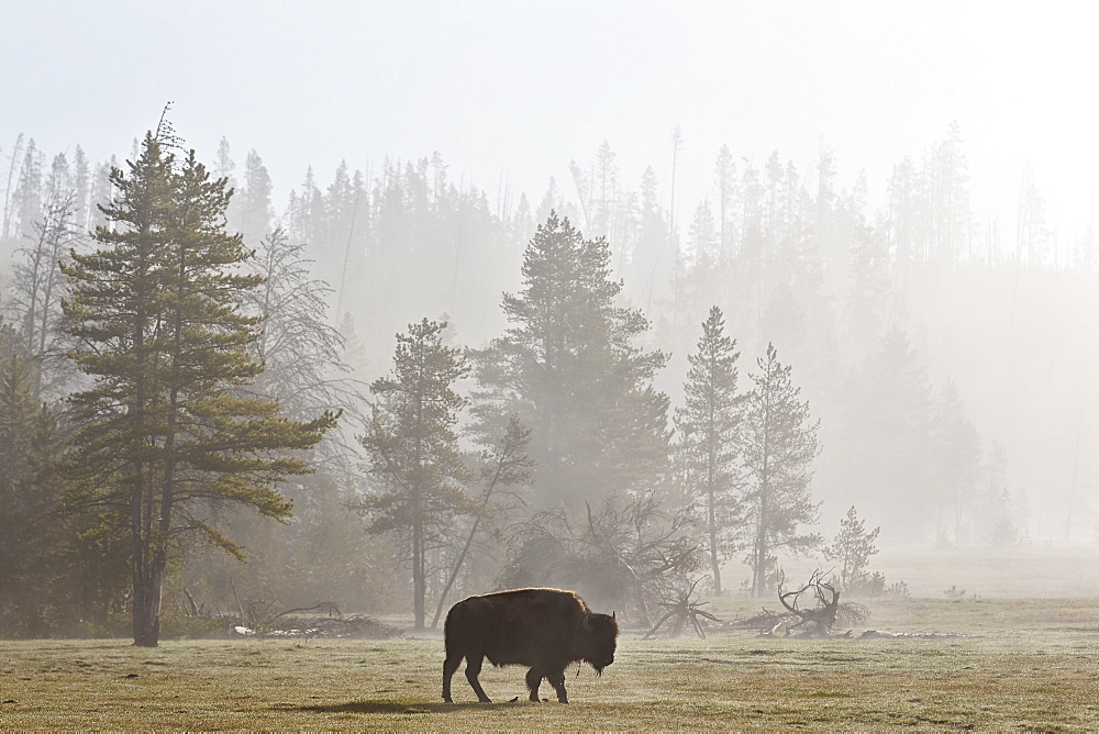 Bison (Bison bison) in fog, Yellowstone National Park, UNESCO World Heritage Site, Wyoming, United States of America, North America