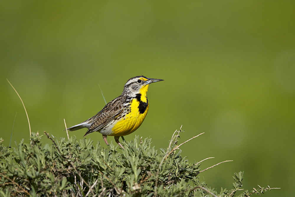 Western meadowlark (Sturnella neglecta), Pawnee National Grassland, Colorado, United States of America, North America