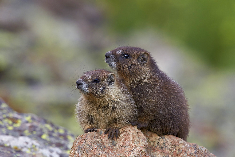 Two young yellow-bellied marmot (yellowbelly marmot) (Marmota flaviventris), San Juan National Forest, Colorado, United States of America, North America