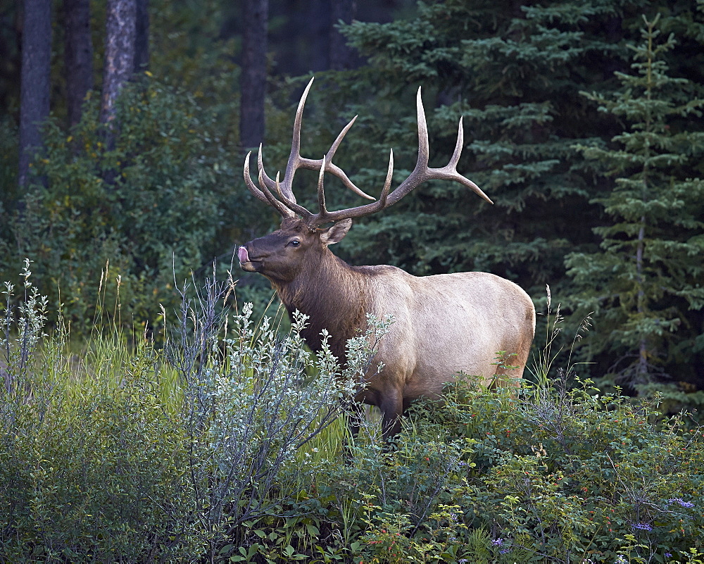 Bull elk (Cervus canadensis) licking his nose in the fall, Banff National Park, UNESCO World Heritage Site, Alberta, Canada, North America