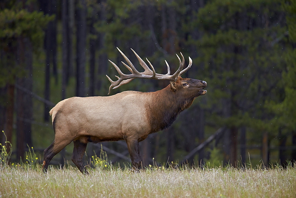 Bull elk (Cervus canadensis) bugling in the fall, Jasper National Park, UNESCO World Heritage Site, Alberta, Canada, North America