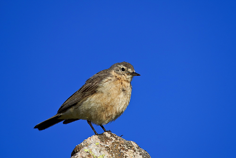 American pipit (Anthus rubescens), San Juan National Forest, Colorado, United States of America, North America