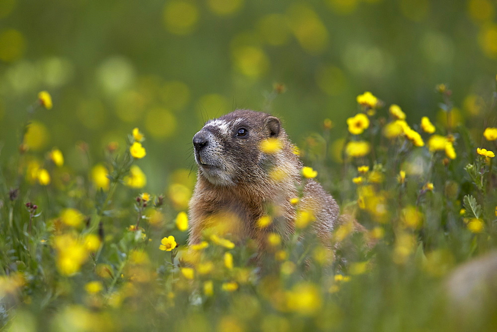 Yellow-bellied marmot (yellowbelly marmot) (Marmota flaviventris), San Juan National Forest, Colorado, United States of America, North America