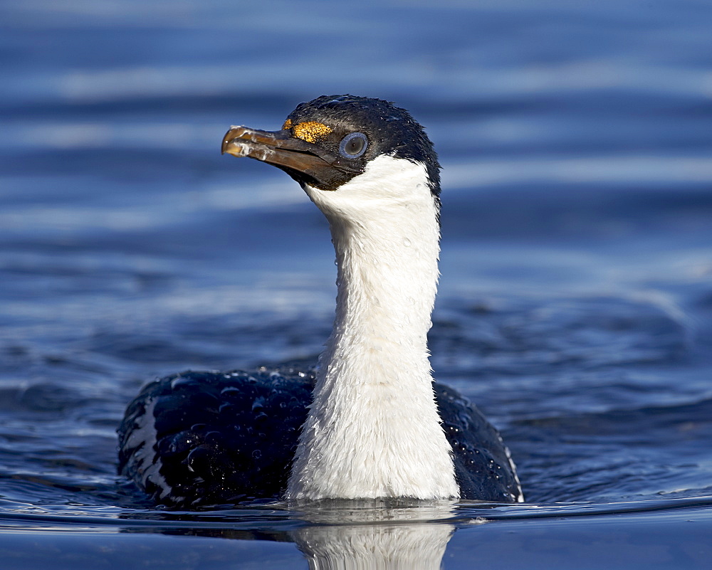 Blue-eyed shag or blue-eyed cormorant or Antarctic cormorant (Phalacrocorax atriceps) swimming, Paulete Island, Antarctic Peninsula, Antarctica, Polar Regions