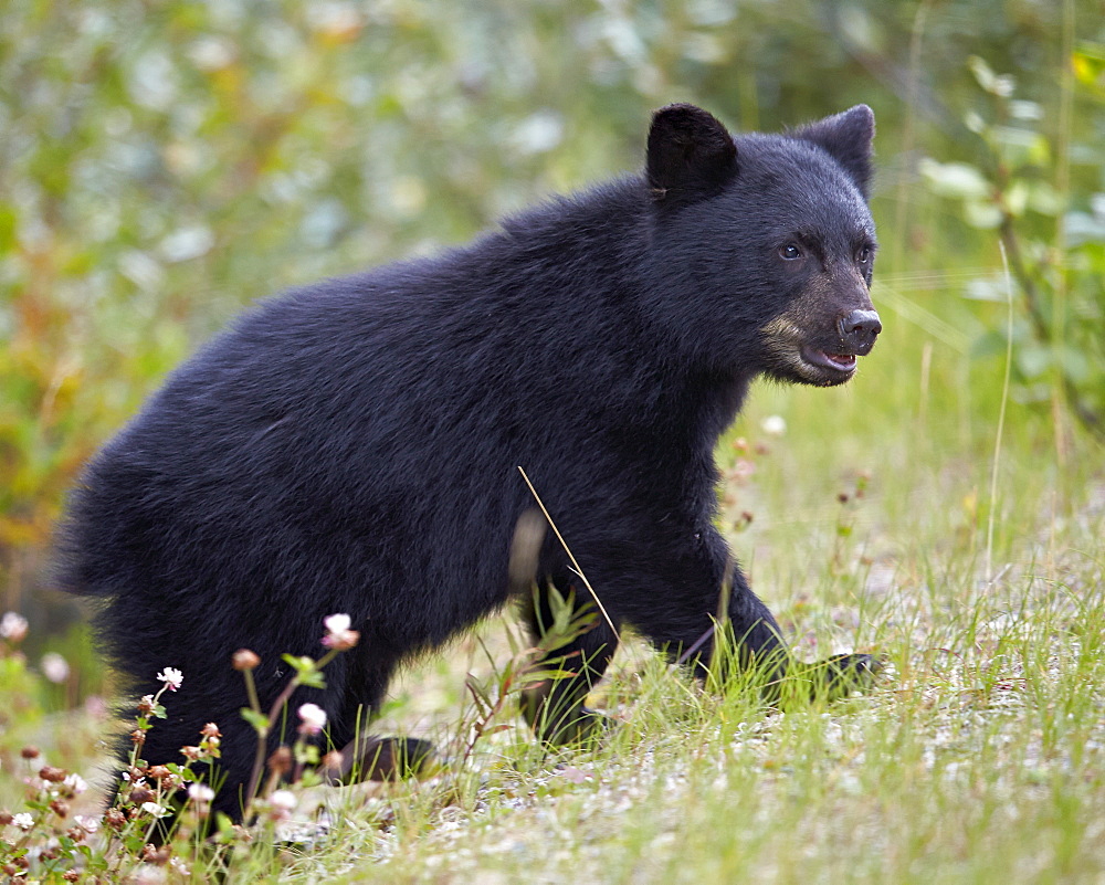 Black bear (Ursus americanus) cub of the year in the fall, Jasper National Park, Alberta, Canada, North America