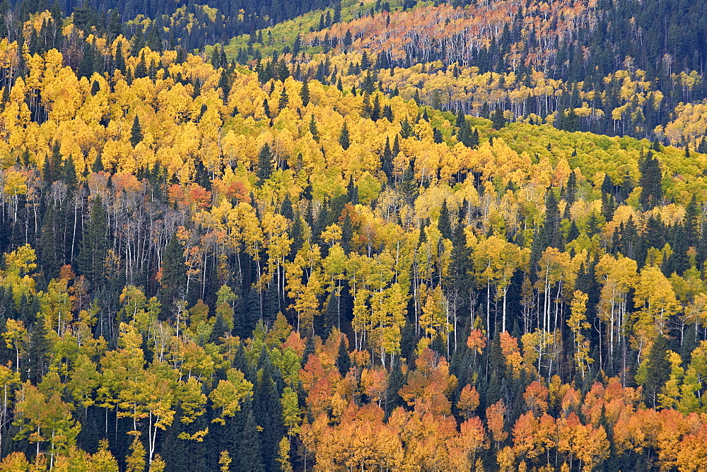 Yellow and orange hillside of aspen in the fall, Uncompahgre National Forest, Colorado, United States of America, North America