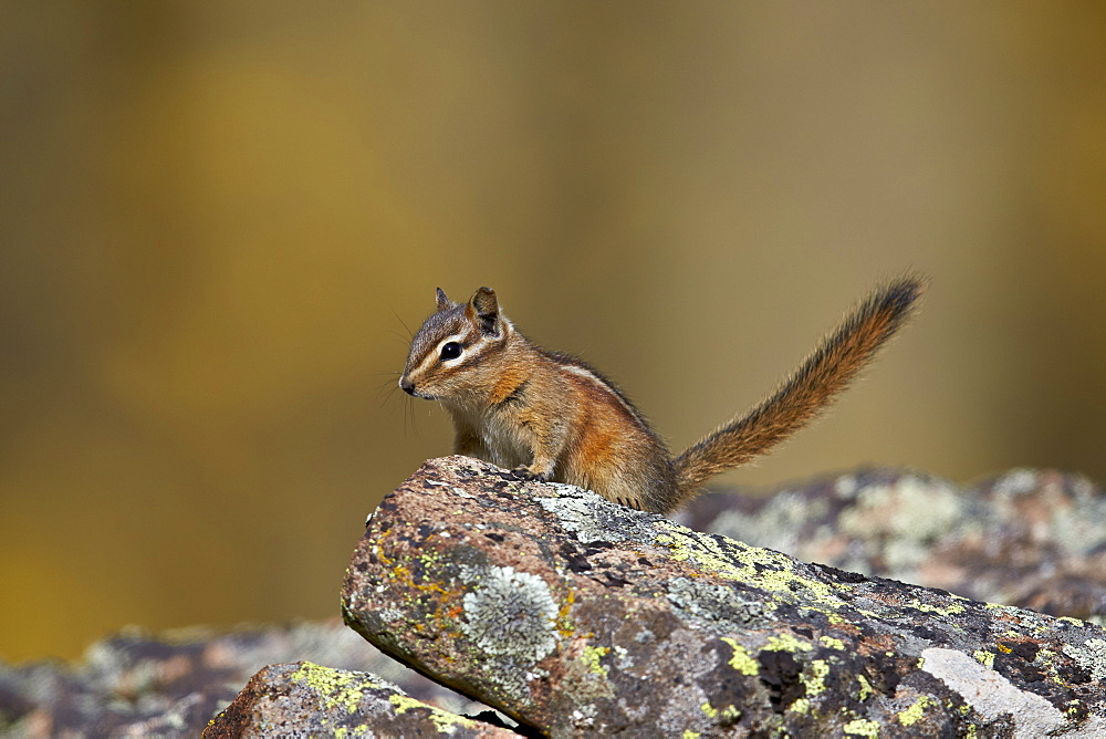 Uinta Chipmunk (Tamias umbrinus), Uncompahgre National Forest, Colorado, United States of America, North America