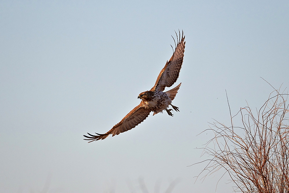 Juvenile red-tailed hawk (Buteo jamaicensis) in flight, Bosque del Apache National Wildlife Refuge, New Mexico, United States of America, North America