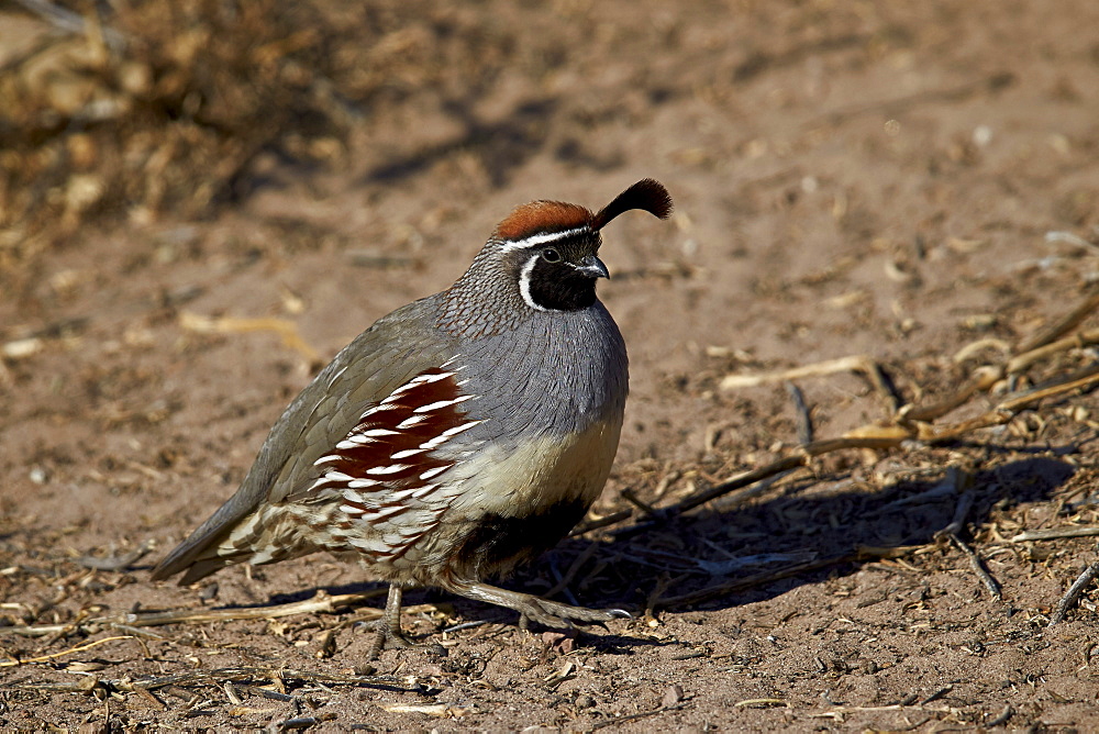 Gambel's quail (Callipepla gambelii), male, Bosque del Apache National Wildlife Refuge, New Mexico, United States of America, North America