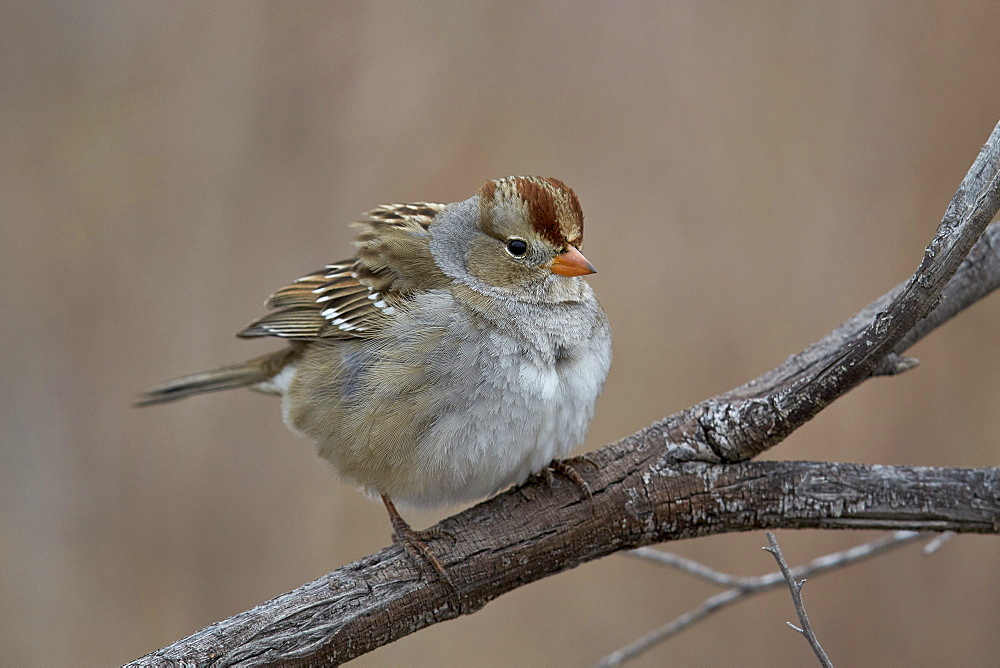 White-crowned sparrow (Zonotrichia leucophrys), juvenile, Bosque del Apache National Wildlife Refuge, New Mexico, United States of America, North America