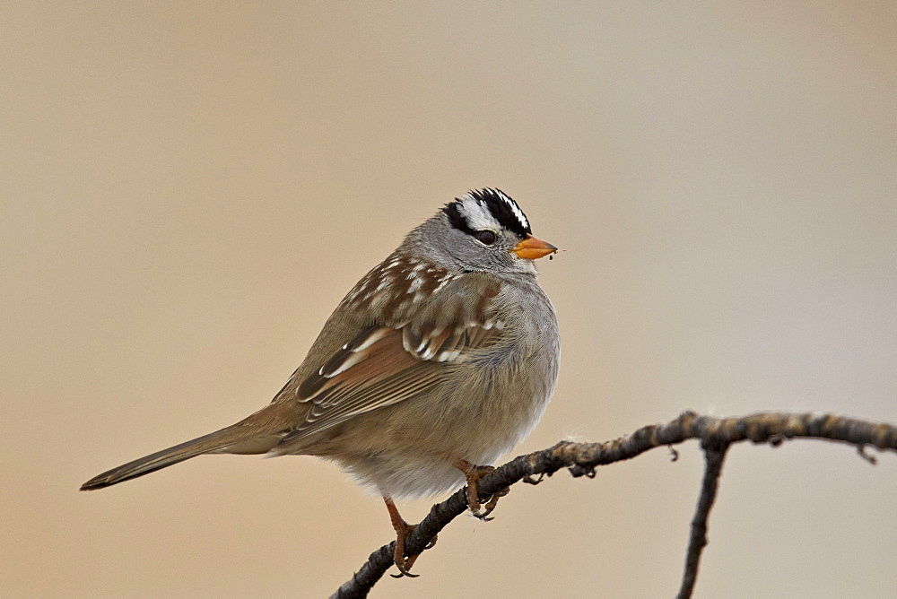 White-crowned sparrow (Zonotrichia leucophrys), Bosque del Apache National Wildlife Refuge, New Mexico, United States of America, North America