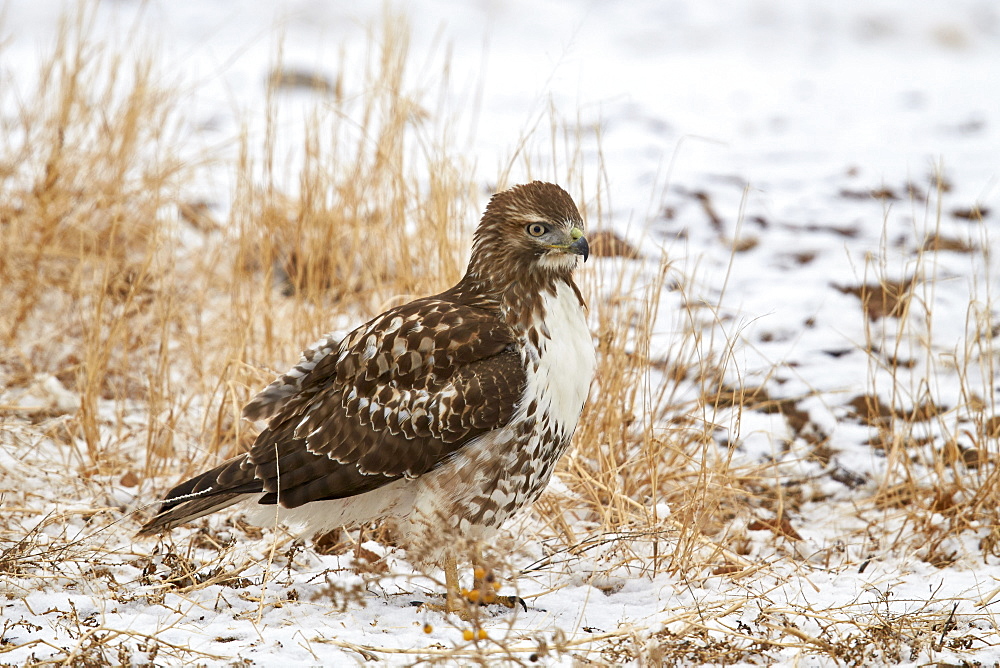 Red-tailed hawk (Buteo jamaicensis), juvenile, Bosque del Apache National Wildlife Refuge, New Mexico, United States of America, North America