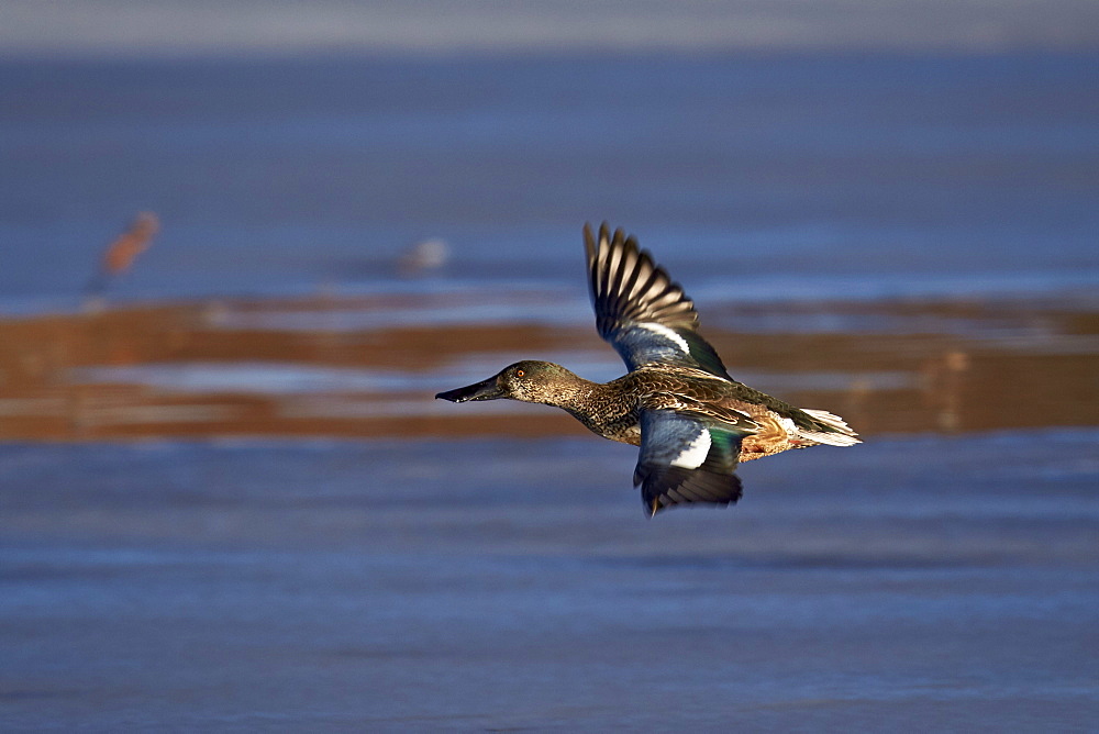 Northern shoveler (Anas clypeata) in flight, Bosque del Apache National Wildlife Refuge, New Mexico, United States of America, North America