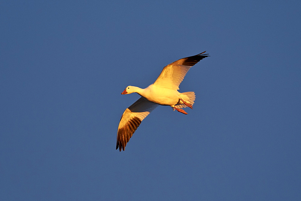 Snow goose (Chen caerulescens) in flight, Bosque del Apache National Wildlife Refuge, New Mexico, United States of America, North America 