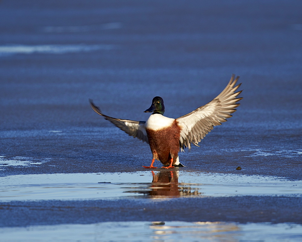 Northern shoveler (Anas clypeata) male landing on a frozen pond in the winter, Bosque del Apache National Wildlife Refuge, New Mexico, United States of America, North America 