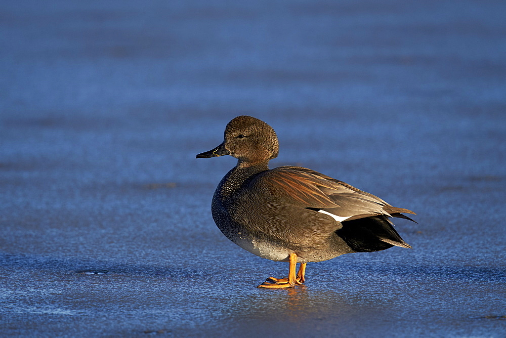 Gadwall (Anas strepera) male standing on a frozen pond in the winter, Bosque del Apache National Wildlife Refuge, New Mexico, United States of America, North America 