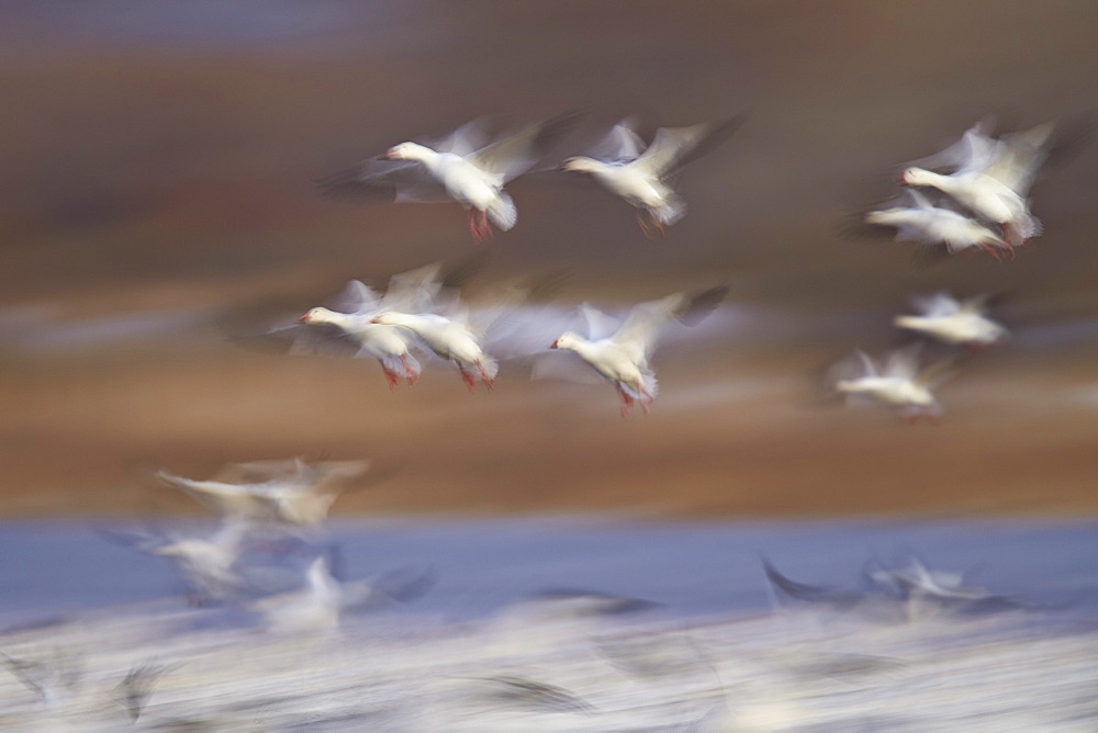 Snow goose (Chen caerulescens) flock in flight, Bosque del Apache National Wildlife Refuge, New Mexico, United States of America, North America 