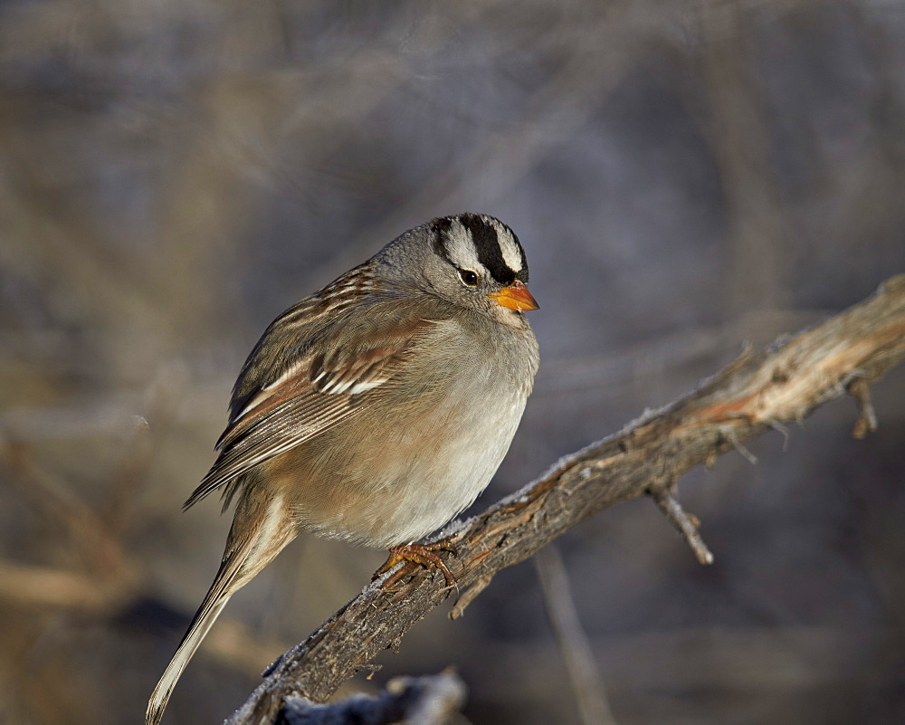 White-crowned sparrow (Zonotrichia leucophrys), Bosque del Apache National Wildlife Refuge, New Mexico, United States of America, North America 