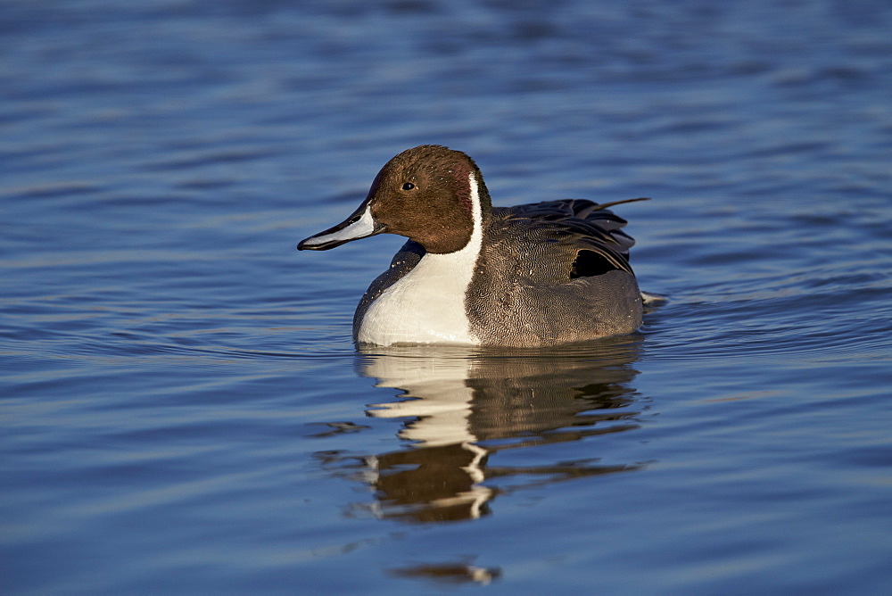 Northern pintail (Anas acuta) male swimming, Bosque del Apache National Wildlife Refuge, New Mexico, United States of America, North America 