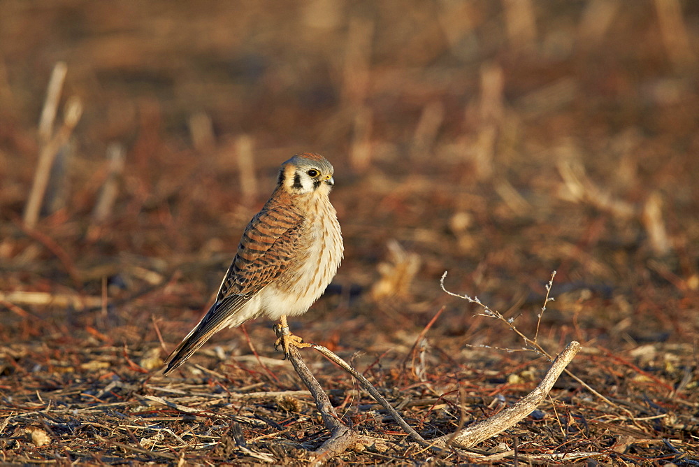 American kestrel (sparrow hawk) (Falco sparverius) female, Bosque del Apache National Wildlife Refuge, New Mexico, United States of America, North America 