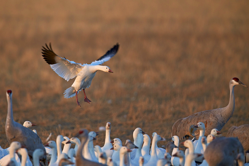 Snow goose (Chen caerulescens) landing, Bosque del Apache National Wildlife Refuge, New Mexico, United States of America, North America 