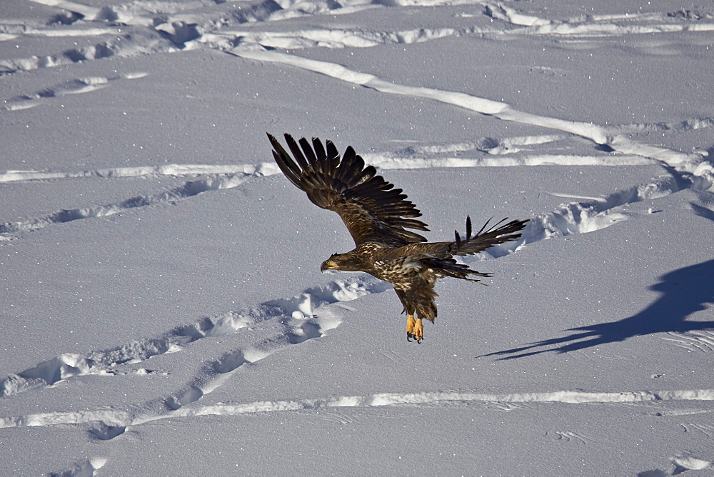 Juvenile golden eagle (Aquila chrysaetos) in flight over snow in the winter, Yellowstone National Park, Wyoming, United States of America, North America 