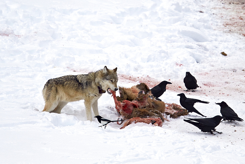 Gray wolf (Canis lupus) 870F of the Junction Butte Pack at an elk carcass in the winter, Yellowstone National Park, Wyoming, United States of America, North America 