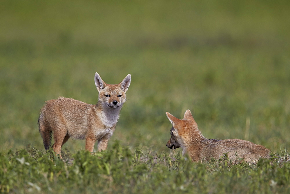 Serengeti jackal (golden jackal) (Canis aureus bea) pups, Ngorongoro Crater, Tanzania, East Africa, Africa 