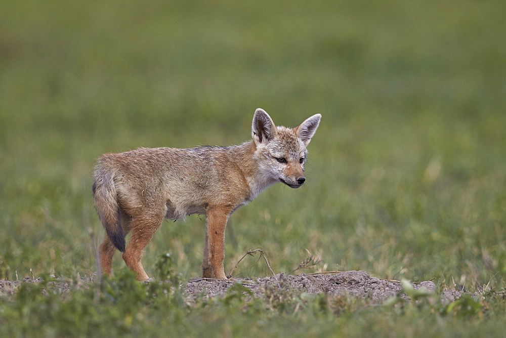 Serengeti jackal (golden jackal) (Canis aureus bea) pup, Ngorongoro Crater, Tanzania, East Africa, Africa 