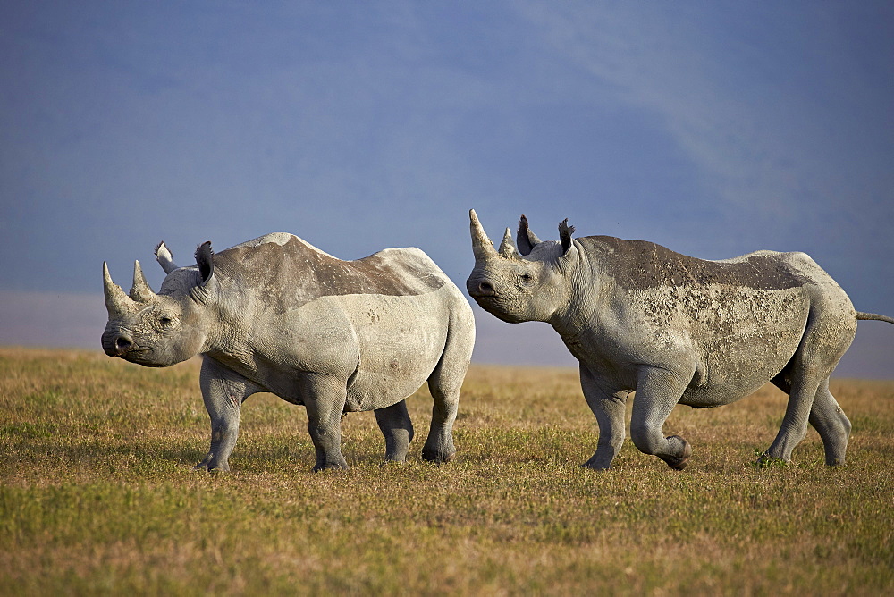 Two black rhinoceros (hook-lipped rhinoceros) (Diceros bicornis), Ngorongoro Crater, Tanzania, East Africa, Africa 