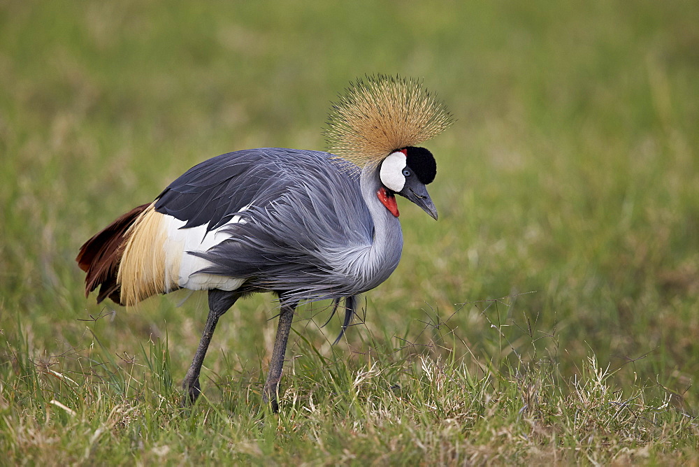 Grey crowned crane (Southern crowned crane) (Balearica regulorum), Ngorongoro Crater, Tanzania, East Africa, Africa 