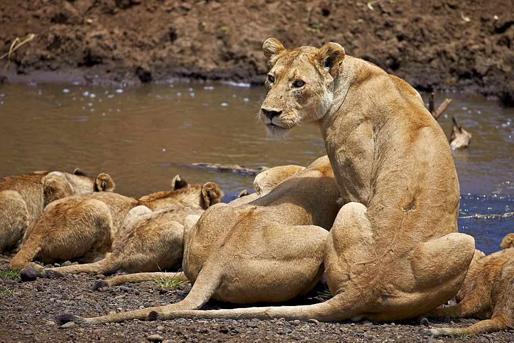 Lions (Panthera Leo) drinking, lionesses and cubs, Ngorongoro Crater, Tanzania, East Africa, Africa 