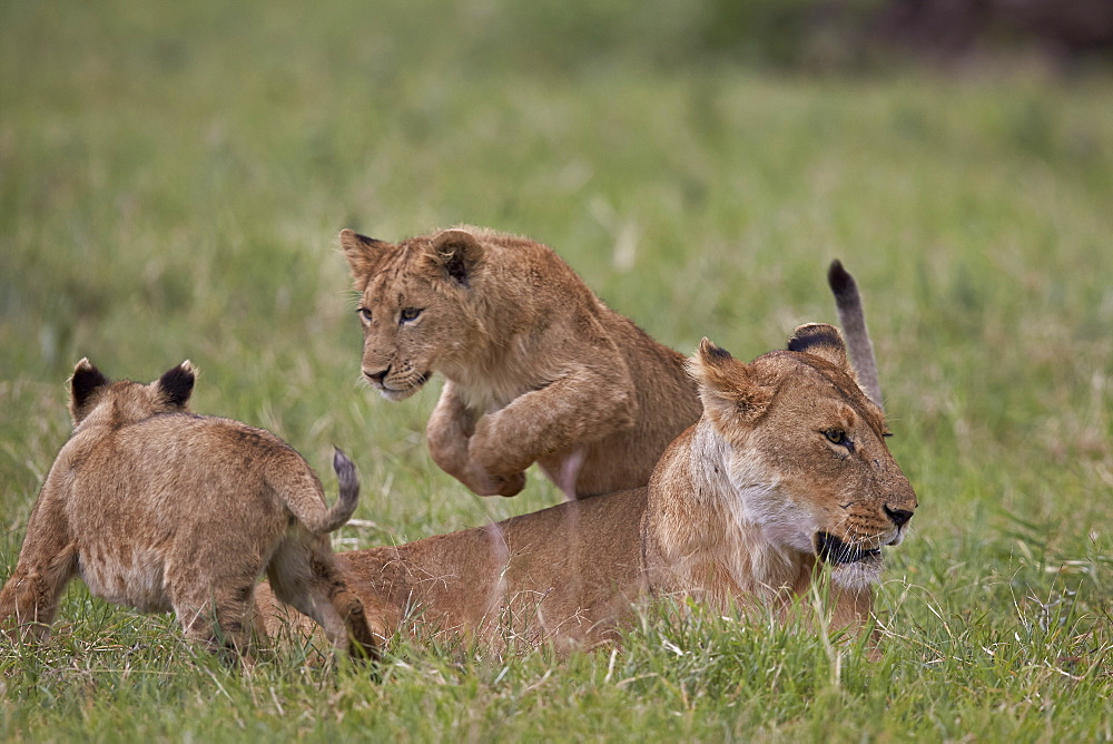 Lion (Panthera Leo) cubs playing, Ngorongoro Crater, Tanzania, East Africa, Africa 