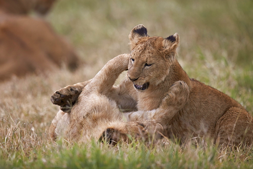 Lion (Panthera Leo) cubs playing, Ngorongoro Crater, Tanzania, East Africa, Africa 