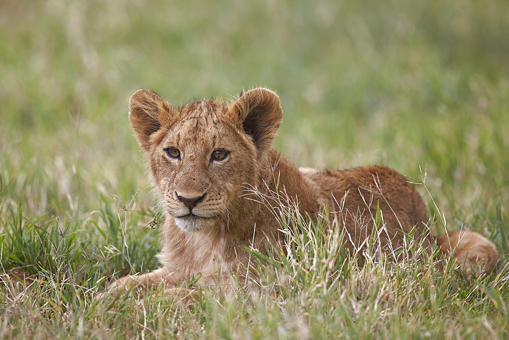 Lion (Panthera Leo) cubs, Ngorongoro Crater, Tanzania, East Africa, Africa 