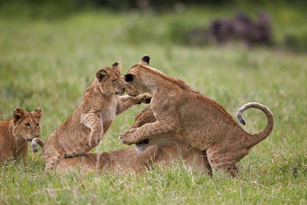 Lion (Panthera Leo) cubs playing, Ngorongoro Crater, Tanzania, East Africa, Africa 