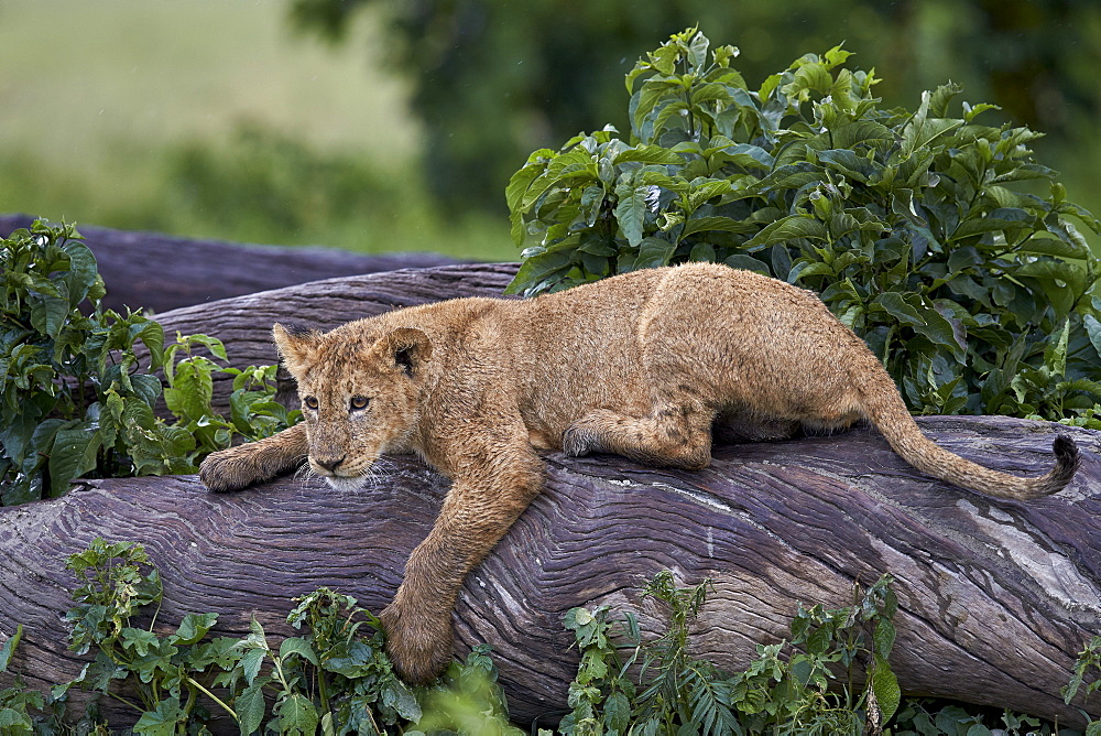 Lion (Panthera Leo) cub on a downed tree trunk in the rain, Ngorongoro Crater, Tanzania, East Africa, Africa 