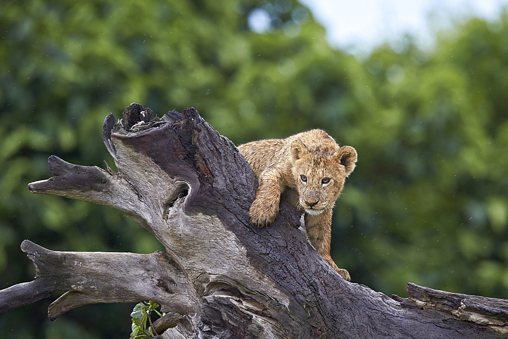 Lion (Panthera Leo) cub on a downed tree trunk in the rain, Ngorongoro Crater, Tanzania, East Africa, Africa 