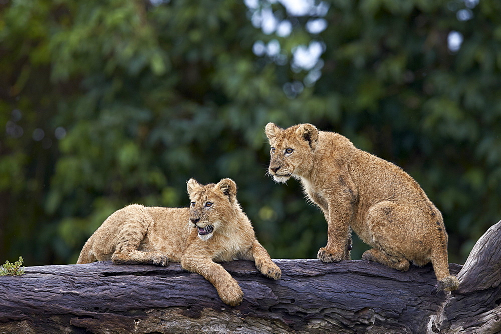 Lion (Panthera Leo) cubs on a downed tree trunk in the rain, Ngorongoro Crater, Tanzania, East Africa, Africa 