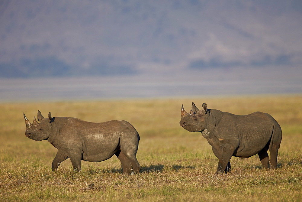 Black rhinoceros (hook-lipped rhinoceros) (Diceros bicornis) pair, Ngorongoro Crater, Tanzania, East Africa, Africa 