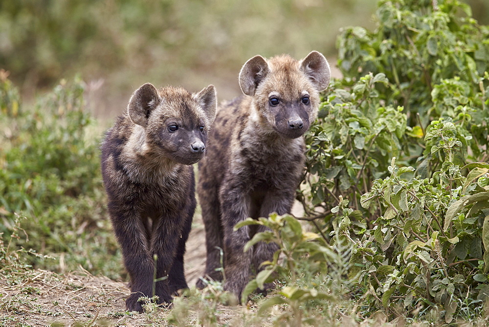 Two spotted hyena (spotted hyaena) (Crocuta crocuta) pups, Ngorongoro Conservation Area, Serengeti, Tanzania, East Africa, Africa 