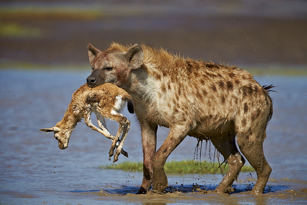 Spotted hyena (spotted hyaena) (Crocuta crocuta) with a baby Thomson's Gazelle (Gazella thomsonii), Ngorongoro Conservation Area, Serengeti, Tanzania, East Africa, Africa 