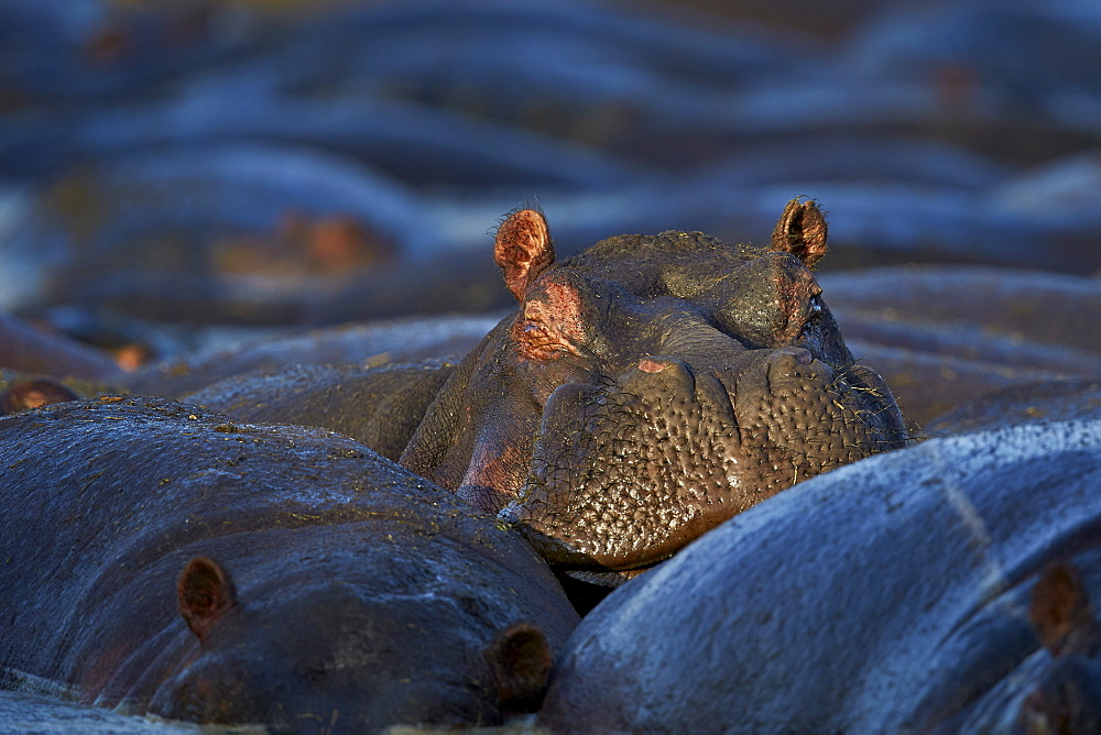 Hippopotamus (Hippopotamus amphibius), Serengeti National Park, Tanzania, East Africa, Africa