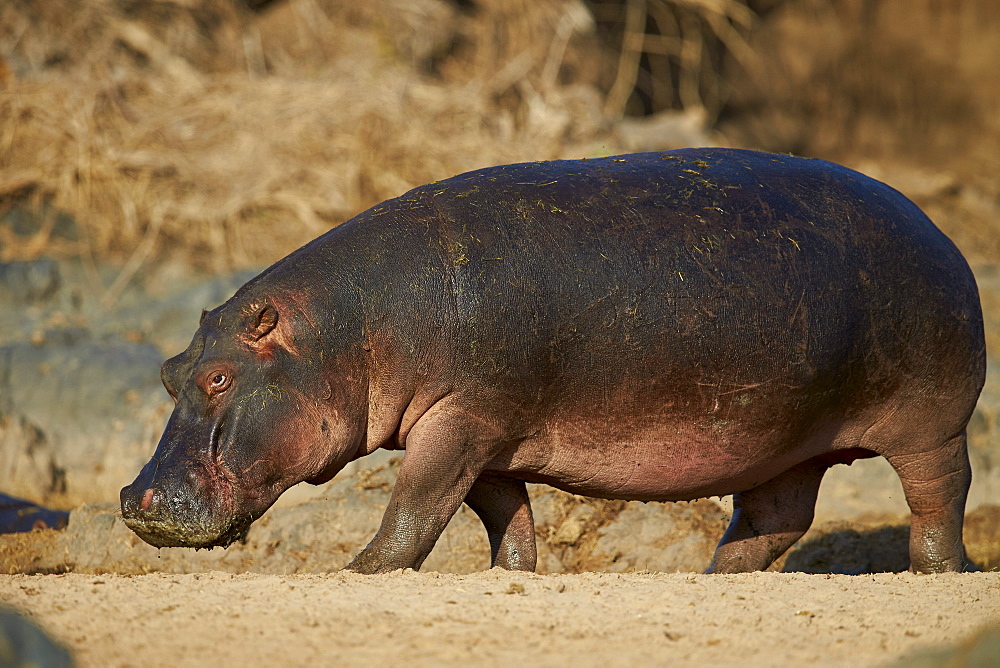 Hippopotamus (Hippopotamus amphibius) out of the water, Serengeti National Park, Tanzania, East Africa, Africa